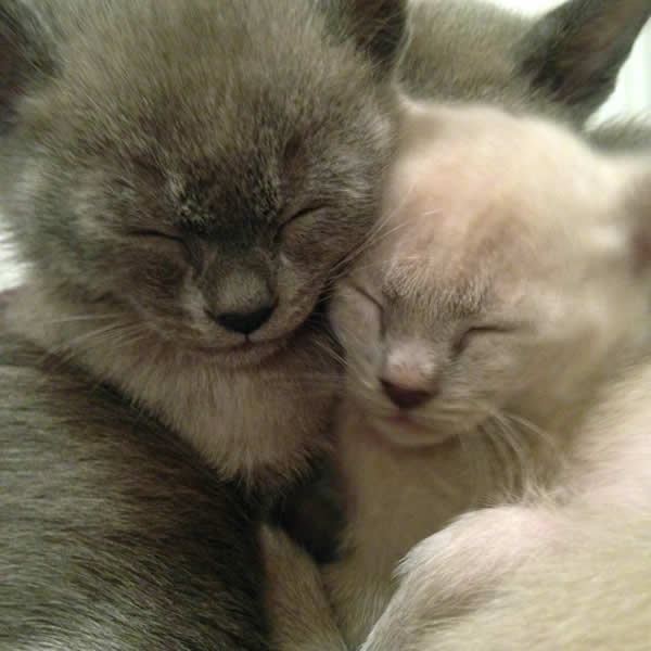 Tiricats Burmese 2015