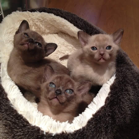 Bendigedig Burmese 2013