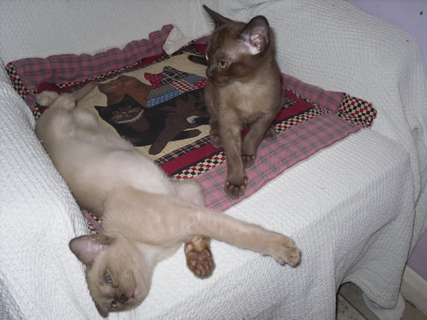 Burmarose Burmese 2015