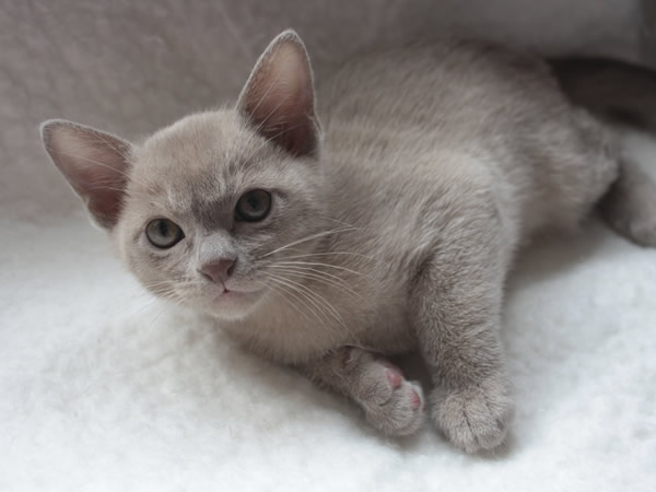 Burmarose Burmese 2012