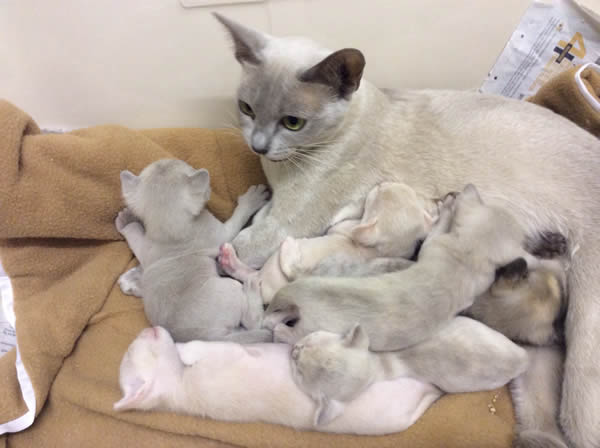 Candibelle Burmese 2013