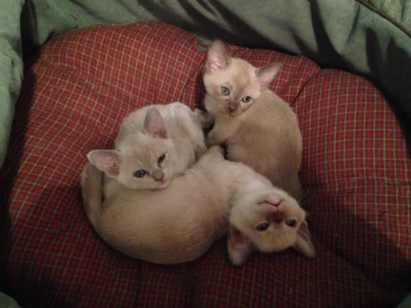 Carinis Burmese 2013