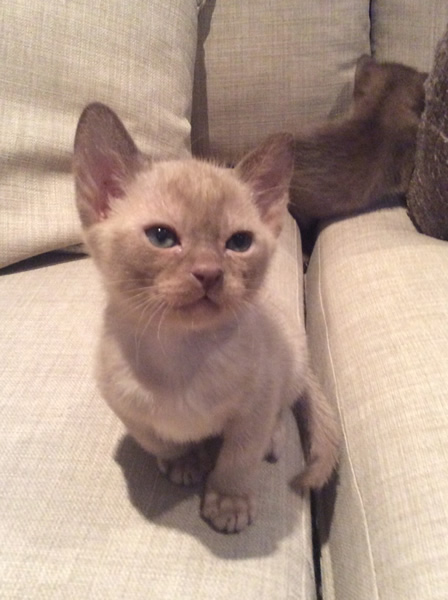 Charlotte Heath Burmese