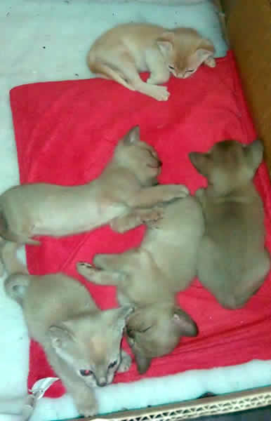 Chicsweet Burmese 2014